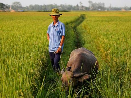 Rizières près de Hué, au Vietnam