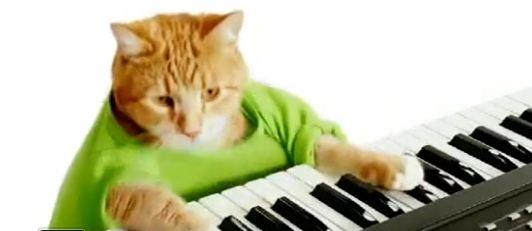 keyboard cat Keyboard Cat mange des pistaches