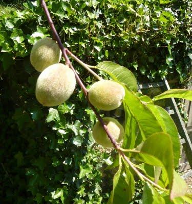 Cette fois-ci, la pluie aura permis de nourrir la terre e...