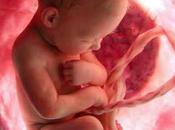 conservation sang cordon ombilical