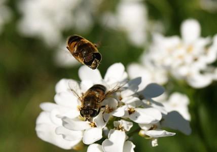 Comportement mielleux