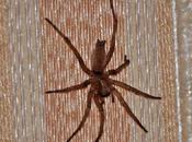 araignée pierres difficile identifier...!