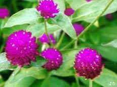 La Gomphrena, un antistress naturel