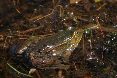 Les bestioles de la comtesse