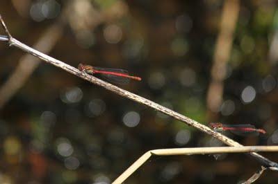 Les bestioles de la comtesse