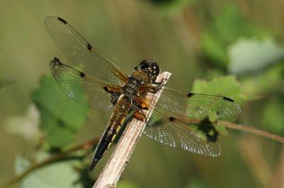 Les bestioles de la comtesse