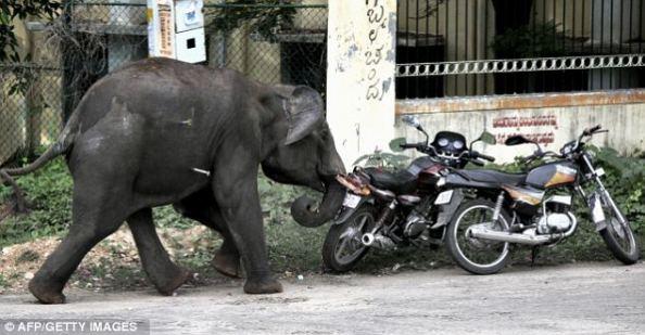Inde – (Vidéo) Deux éléphants fous sèment la mort.