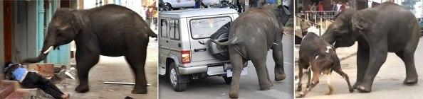 Inde – (Vidéo) Deux éléphants fous sèment la mort.