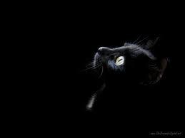 chat-noir.jpg