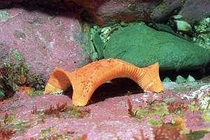 Comment mange l’abominable étoile de mer ?