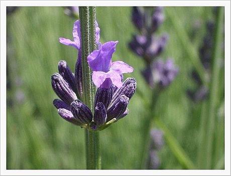 LAVANDE DE PROVENCE (6)