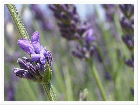 LAVANDE DE PROVENCE (3)