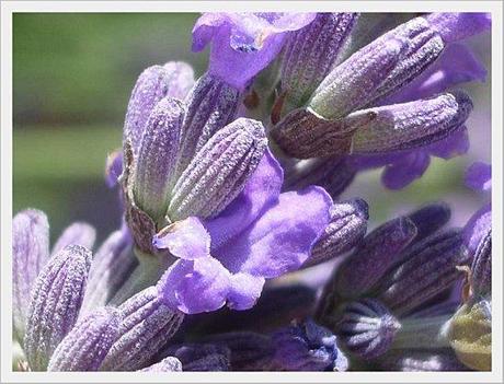 LAVANDE DE PROVENCE (13)