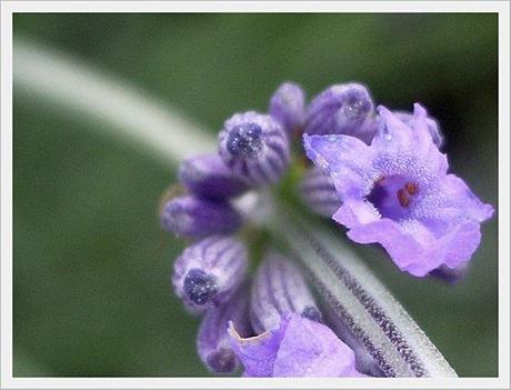 LAVANDE DE PROVENCE (11)