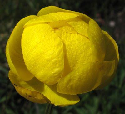 Trollius europaeus