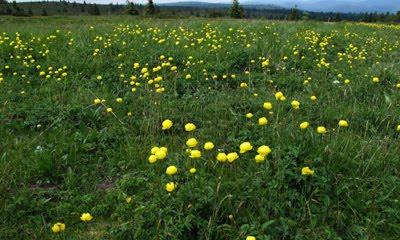 Trollius europaeus