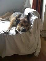 Lola, mes valoches et moi...