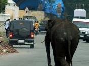 éléphants sèment panique Mysore