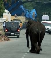 Des éléphants sèment la panique à Mysore