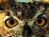 HIBOU -les animaux totems