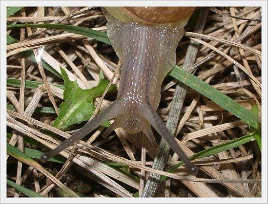 ESCARGOT (5)