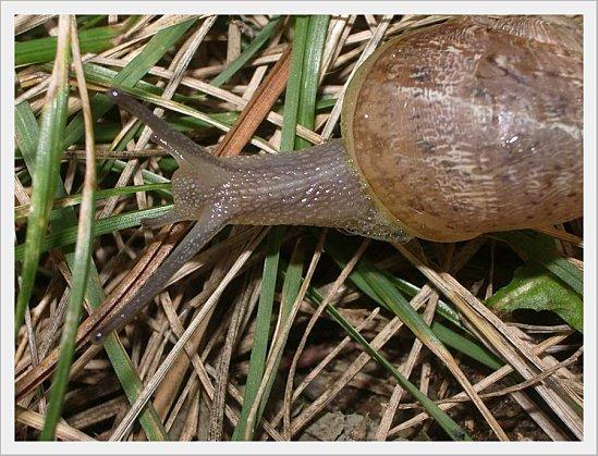 ESCARGOT (3)