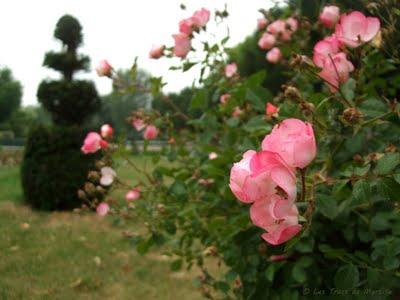 Soleil - Projet photo 52 (semaine #23)