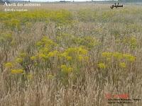 LE TAPIS JAUNE QUI CHOQUE