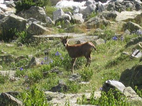 Isard sur le très proche cirque de Barrosa