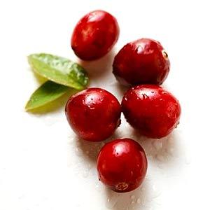 La cranberry : le fruit santé