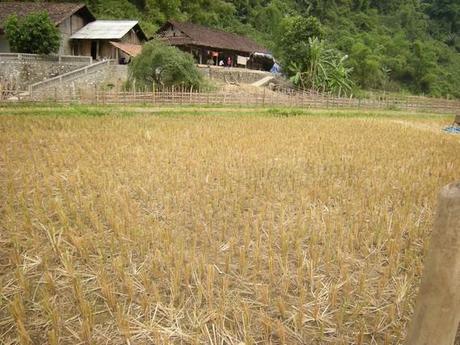 rizière et ferme en bord de rivière