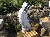 Découverte nouveaux virus affectant abeilles