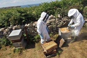 Decouverte-de-4-nouveaux-virus-affectant-les-abeilles_img-l.jpg