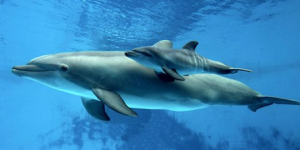 [Protection Animale] Sauvons les tristes dauphins sauvages