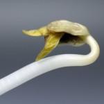 Santé publique : les graines germées source de la bactérie tueuse