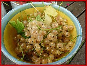 cueillettes de pentecôte pour une délicieuse confiture groseille à makero