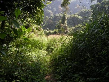 jungle sur l'île de Cat Ba jungle sur l'île de Cat Ba
