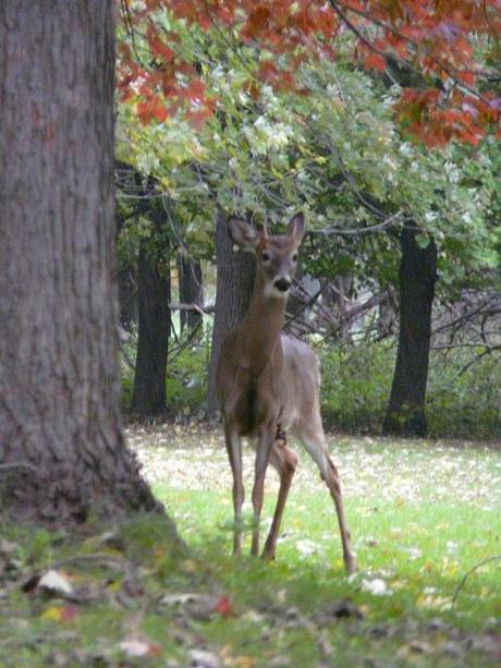 Parc national des Îles de Boucherville