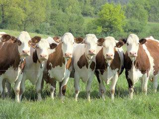 les-vaches-laitieres-2505415.jpg