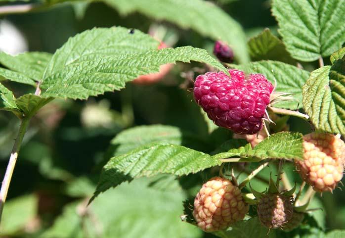 Raspberry framboise royalty