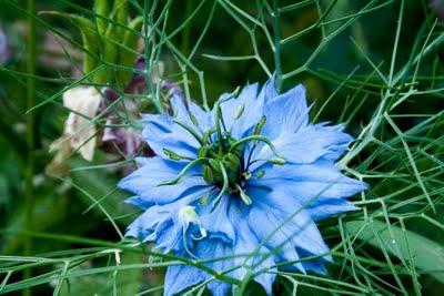 balade au jardin