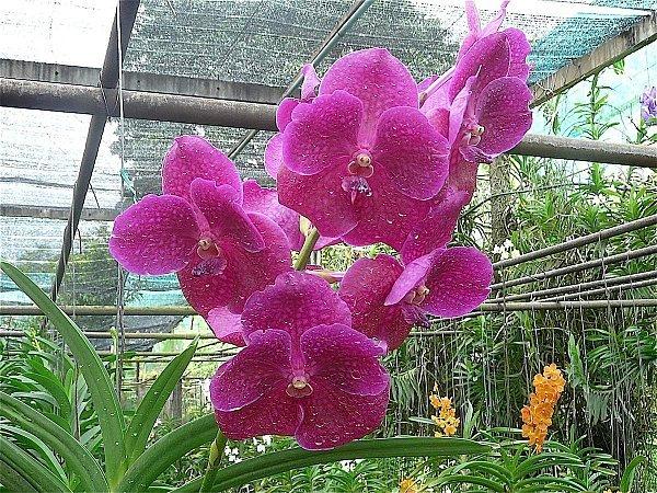 orchidee rose blog yvon