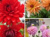 dahlia, plante moderne.. juin 2011