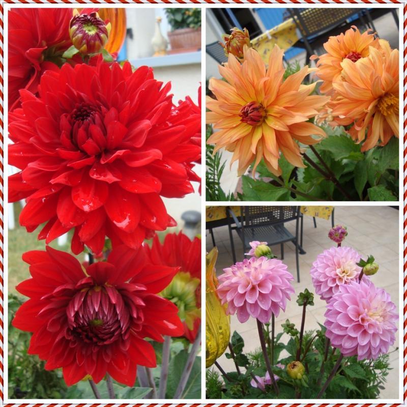 le dahlia, une plante moderne.. 12 juin 2011