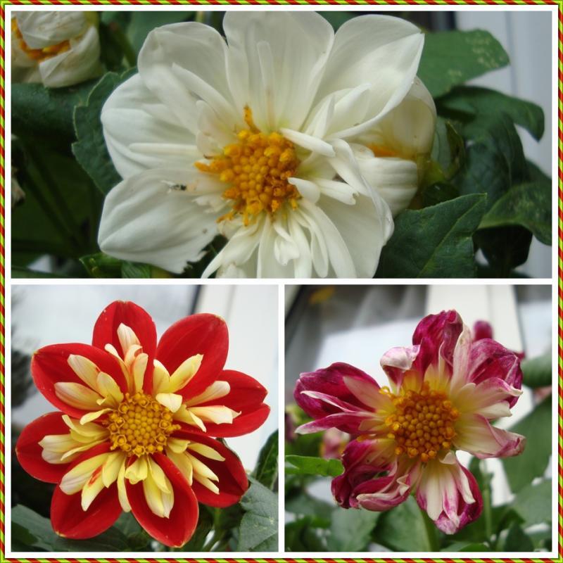 le dahlia, une plante moderne.. 12 juin 2011