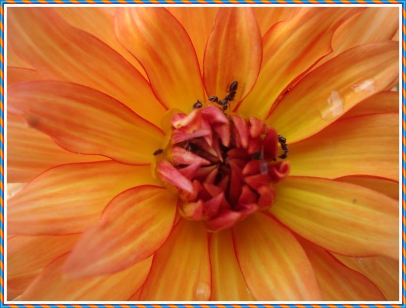 le dahlia, une plante moderne.. 12 juin 2011