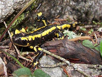 09-Salamandre
