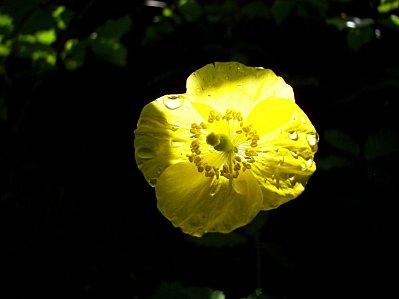 16-fleur sur le chemin du plateau du Lisey