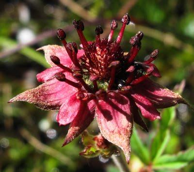 Potentilla palustris