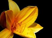 Hémérocalle beauté d’un jour